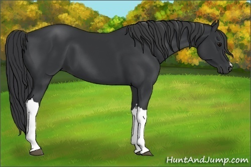 Horse Color: Black 