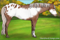 Horse Color:Silver Bay Frame Appaloosa 