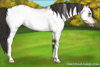 Horse Color:White Spotted Bay Roan Frame Appaloosa 