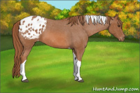 Horse Color:Chestnut Tobiano Appaloosa 