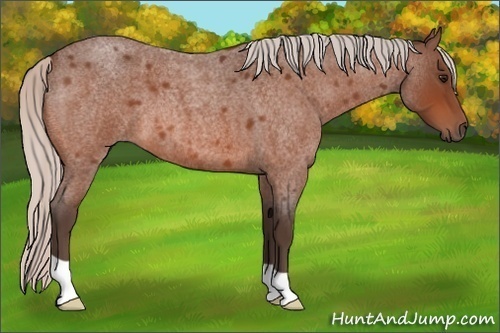 Horse Color:Silver Bay Roan 