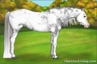 Horse Color:Black Sabino Appaloosa