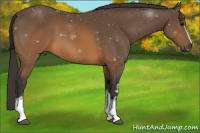 Horse Color:White Spotted Buckskin 