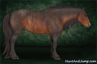 Horse Color:Brown Rabicano Brindle