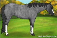 Horse Color:Blue Roan 