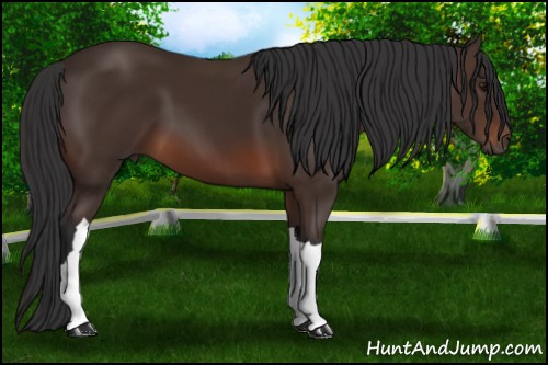 Horse Color: Brown 