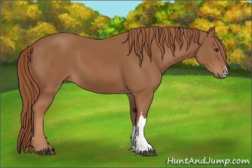 Horse Color: Chestnut 