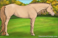 Horse Color:Gold Champagne 