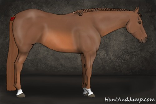 Horse Color: Liver Chestnut 