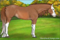 Horse Color:Chestnut Splash