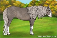 Horse Color:Silver Black Sabino Splash