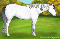 Horse Color:Grullo Splash Tobiano 