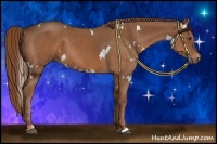 Horse Color:White Spotted Chestnut 