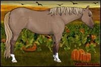 Horse Color:Liver Red Dun 