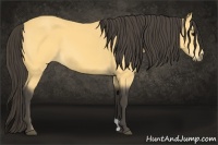 Horse Color:Buckskin 