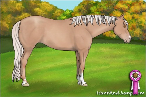 Horse Color: Unknown 