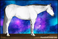 Horse Color:Gray White Spotted Black 