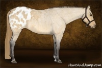 Horse Color:Buckskin Roan Dun Blanket