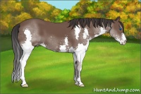 Horse Color:Bay Splash 