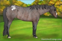Horse Color:Bay Appaloosa Rabicano 
