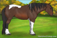 Horse Color:Bay Tobiano 