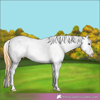 Horse Color:Buckskin Roan Dun Leopard 