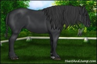 Horse Color:Black 