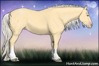 Horse Color:White Spotted Gold Cream Champagne 