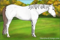 Horse Color:White Spotted Bay Dun Blanket 