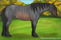 Horse Color:Brown Roan 