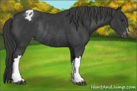 Horse Color:Black Appaloosa Rabicano 