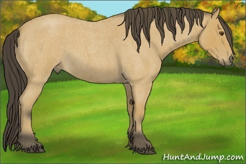 Horse Color: Buckskin Roan 