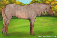 Horse Color:Liver Red Roan 