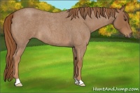 Horse Color:Red Roan 