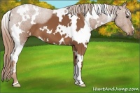 Horse Color:White Spotted Chestnut 