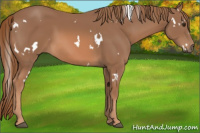 Horse Color:White Spotted Liver Chestnut