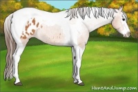 Horse Color:Bay Splash Tobiano Appaloosa  Brindle