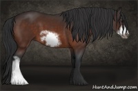Horse Color:Bay Frame 