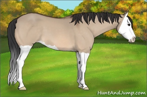 Horse Color: Bay Dun Splash 