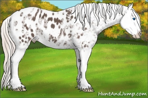 Horse Color: Silver Black Ice Splash Near Leopard 