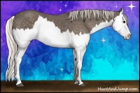 Horse Color:Silver Black Splash 