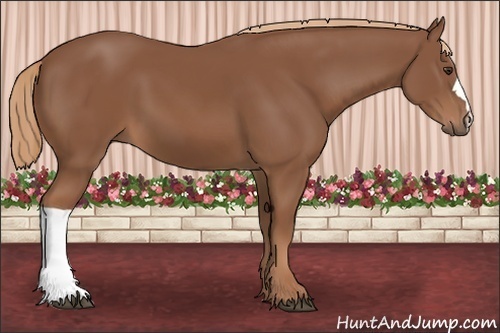 Horse Color: Chestnut 