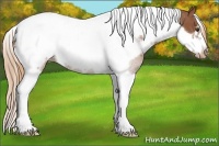 Horse Color:White Spotted Chestnut Tobiano Frame Appaloosa 