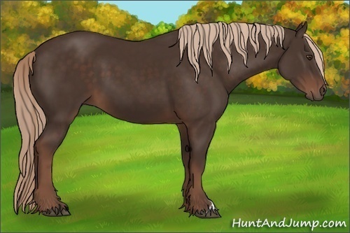 Horse Color: Liver Chestnut 
