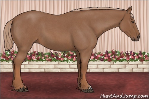 Horse Color: Red Roan 