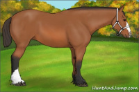 Horse Color:Bay 