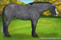 Horse Color:Blue Roan Splash 