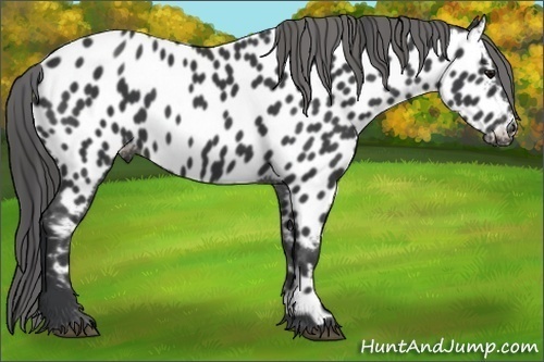 Horse Color:Black Near Leopard Rabicano