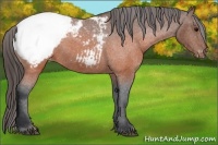 Horse Color:Brown Snowcap 