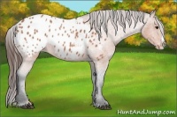 Horse Color:Bay Roan Splash Appaloosa 